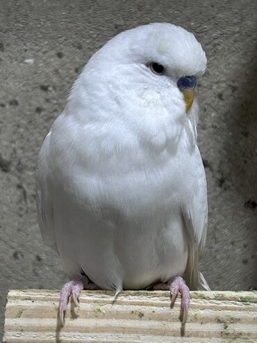 Tutuquşları: Təmiz qan ayağı üzüqlü qəydiyatlı altı balalı çexler cütlükler — 3