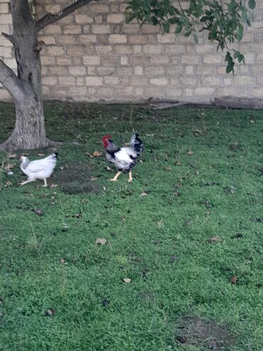 Toyuqlar: Toyuq, Damazlıq, Ünvandan götürmə — 7