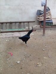 Коровы, быки: Heyratı toyuq satılır bir ədədi 60 manatdır tam sağlamdır türk sortudu