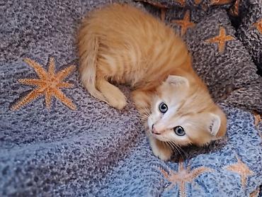коён ош: 3 айлык, Эркек, Кызгыл сары, Курттардан тазаланган — 1