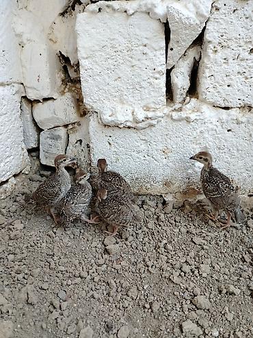 tovuz qusu satilir: 16-17 günlük kəklik tam sağlamdır, cəmi 5 ədəd qalıb — 2