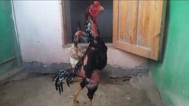 pulsuz heyvanlar verilir: Şəkildəki Heyvanların Balaları Satılır.Sağlam Təmiz Prablemsiz Paqonlu