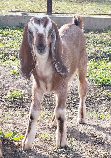 срочно продаю в связи с переездом: Продаю | Козёл (самец), Козлёнок | Битал | Для разведения | Племенные