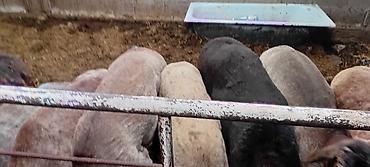 Баран, овца: Продаю | Баран (самец) | Для разведения — 6