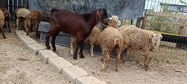 tovuz qusu səkilləri: Hələb keçi 🐐 7 aylıq — 4