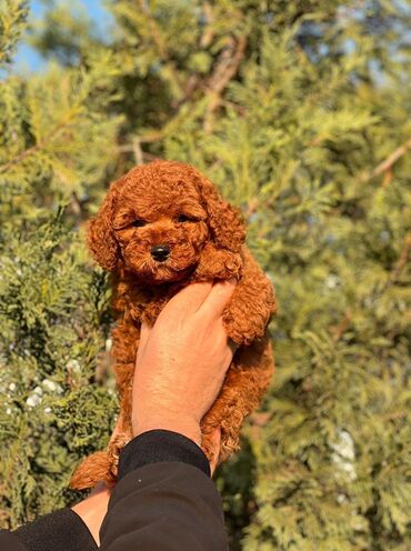 пудель карликовый цена: 3 Aylıqdır Cinsiyyət Dişidir Metrika Pasport ki əlaqə zəng vhatsap