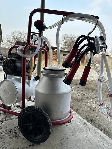 Коровы, быки: Продаю | Корова (самка), Бык (самец) | Швицкая | Для молока | После отела, Искусственник — 16