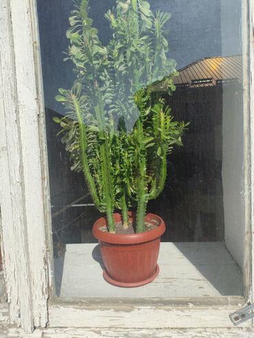 спатифилум сенсация: Эуфорбия треугольная (Euphorbia trigona), крупные комнатные суккуленты