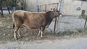 цена кукуруза: Продаю | Корова (самка) — 7