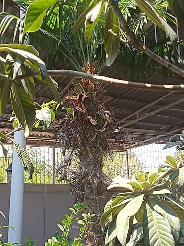 təbii dibcək gulləri: Məhsul: Trachycarpus fortunei (kürd xurması/çəhrayı azarkeş xurması — 3