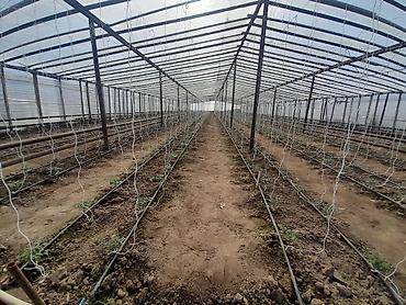 Torpaq sahələrinin satışı: Kənd təsərrüfatı — 6