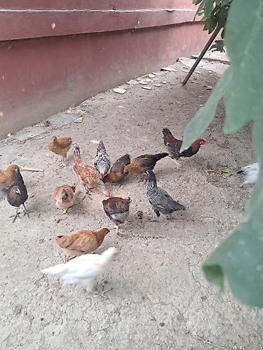 Kənd təsərrüfatı quşları: Təmiz kənd cücələri satlır 4 ayların keçiblər — 8