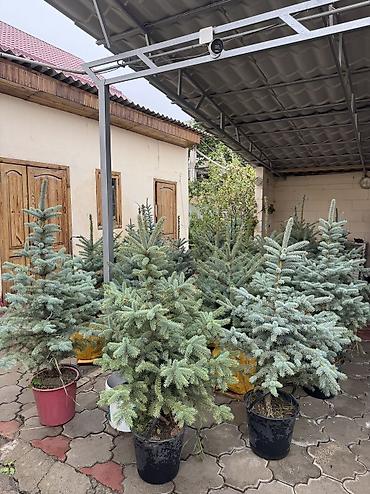 продам виноград на вино: Продаются пышные голубые ели (елки) От 1 до 1,5м🌲 Местные 🏔️ Для — 4