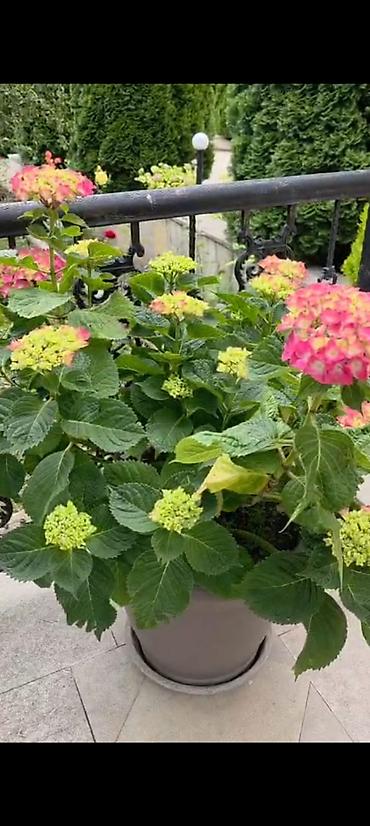 Gartenziya (Yeddi Gözəl) gülü satılır. - Hollandiya sortu - 3 il lalafo.az -da Gartenziya (Yeddi Gözəl) gülü satılır. - Hollandiya sortu - 3 il