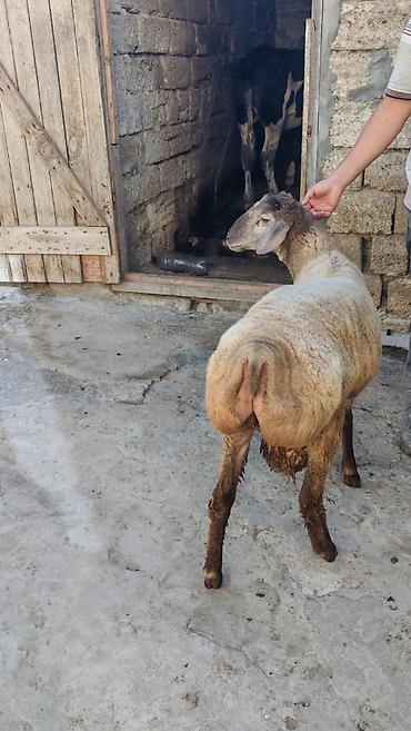 heyvanlar satışı: Tam sağlam 7-8 aylıq quzu satılır. Sırf təbii arpa və otla beslenib — 7