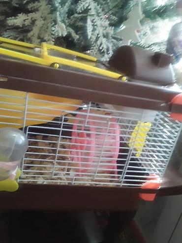 Gəmiricilər: Xan­da­nar/siçan/hamster üçün tam dəst qəfəs. Xüsusiyyətlər: - Metall — 1