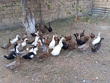 dişi buzov: Xarkov qışqıran ördəklər.Hər qiymətə var.unvan Binəqədi kendi.Whatsapp — 6