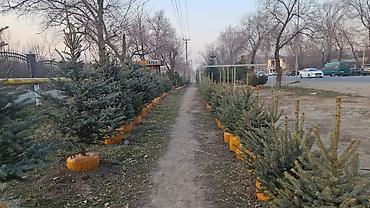 Другие товары для дома и сада: Голубой ель. Тянь-шаньский ель.береза,Пихта,Сосна, сатылат — 23