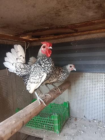 lalafo.az heyvanlar itler: Sibrayt Gümüşü . Cüt 55 Azn. Damazlıq tam Sağlam. Yalniz Ciddi Alıcı — 1