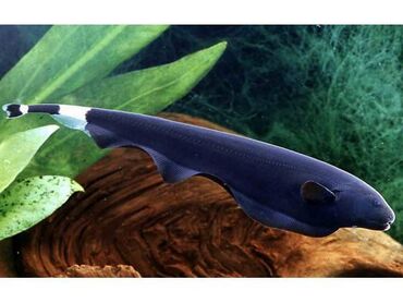 baliq akvarium: Pero balığı. Yetişkin. Tam sağlamdı. Erkək ya dişi olduğunu bilmirəm
