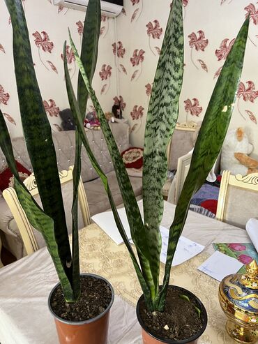 Otaq bitkiləri: Butun guleri endirimnen satiram ancag xanimlara satiw olur cox gul — 1