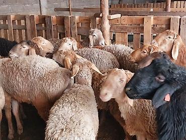 Баран, овца: Продаю | Баран (самец) | Для разведения | Матка — 12