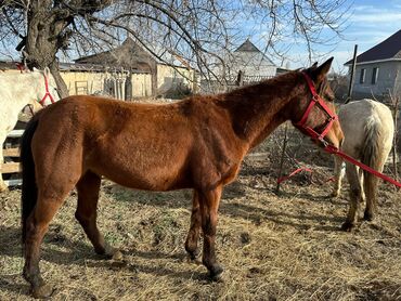 Лошади, кони: Продаю | Кобыла (самка) | Рабочий — 11
