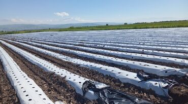 Теплицы: Теплица, предназначенная для выращивания различных — 10