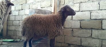 Qoyunlar, qoçlar: Togluların biri 8aylıq biri 6 aylıqdı damazlıga yararlıdır qiymetleri — 5