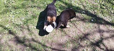 Продажа собак: Щенки немецкой овчарки - Помёт от породистых родителей, классический — 12