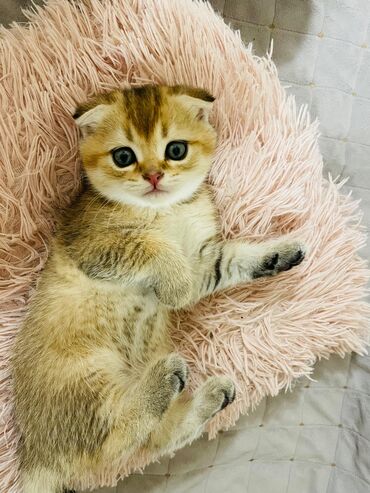 британские котята: Продаются котята порода Шотландская Шиншилла. Родились 5 марта . К