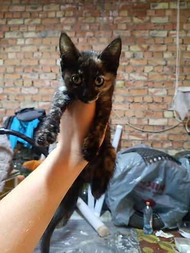 кот сфинкс: Кошка даром: Беспородная, 3 месяца, Девочка — 1