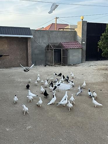 goyercin bazari: Quşxanayla Birlikdə satılır 50 yə yaxın quş var Ölkədən çıxdıqımıza — 8