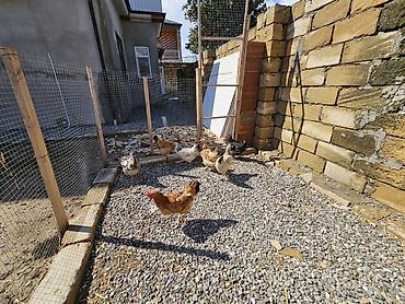 Toyuqlar: Toyuq, Yumurtalıq — 11