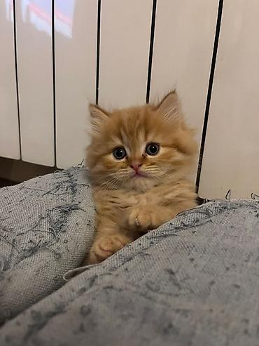 Pişiklər: Şotland — 8