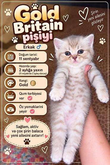 britain pişik satilir: Britan, Erkək — 1