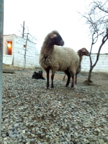 Qoyunlar, qoçlar: Məhsul: Qoyunlar - Növ: Yerli (ehtimalən qaragül/yağlı quyruq tipli) — 9