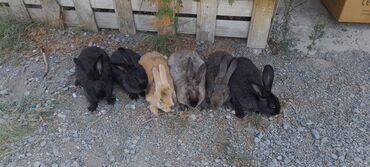 Dovşanlar: İri sort dovşanlar satilir! orta çəkili dovşanlar 15 azn, ağir çəkili -da lalafo.az — 10 Dovşanlar: İri sort dovşanlar satilir! orta çəkili dovşanlar 15 azn, ağir çəkili — 10