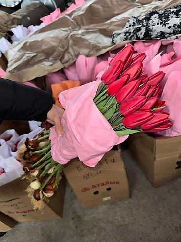 Букеты из живых цветов: Тюльпаны с луковицей Оптом | В розницу - Свежие тюльпаны с крупным — 1