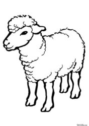 продажа баранов в бишкеке: Сатам | Кочкор (эркек) | Союуга, Көбөйтүү үчүн | Жасалма жол менен боозутуу