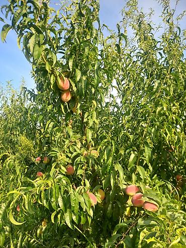 meyve terevez dukani: Şaftalı – bağdan təzə, çeşidlənmiş və qutulanmış - Məhsul: aromatik — 7