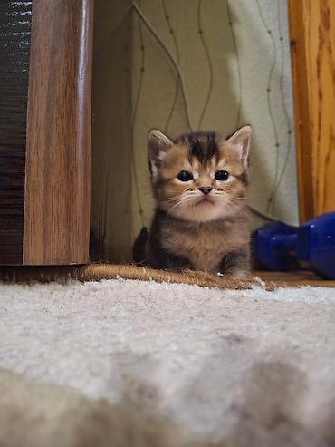 Pişiklər: Britan — 16