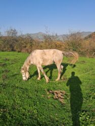 yorqa atlar: Dişi, il: 5, Ünvandan götürmə