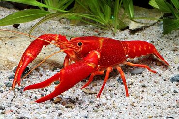 бишон фризе цена: 🦞 Florida qırmızı xərçəngi – satışda! Akvaryum və hovuz üçün çox gözəl