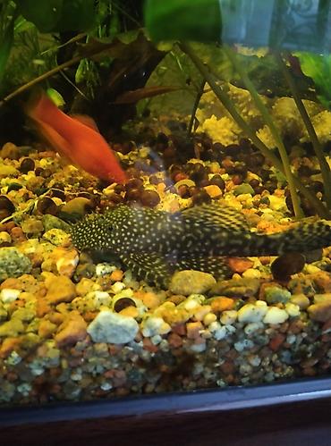 Аквариумы: Продаю скаляров самца с самкой взрослые а также две пары половозрелых — 6