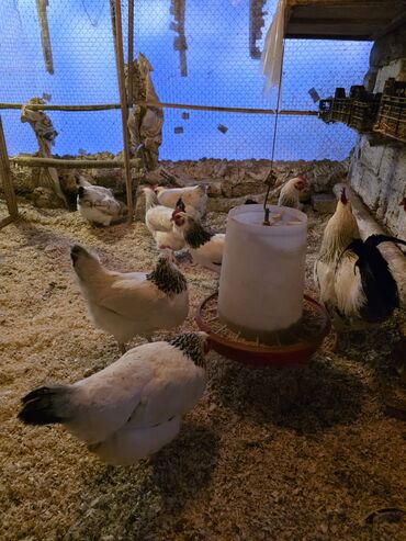 Toyuqlar: Toyuq, Damazlıq, Ünvandan götürmə -da lalafo.az — 4 Toyuqlar: Toyuq, Damazlıq, Ünvandan götürmə — 4