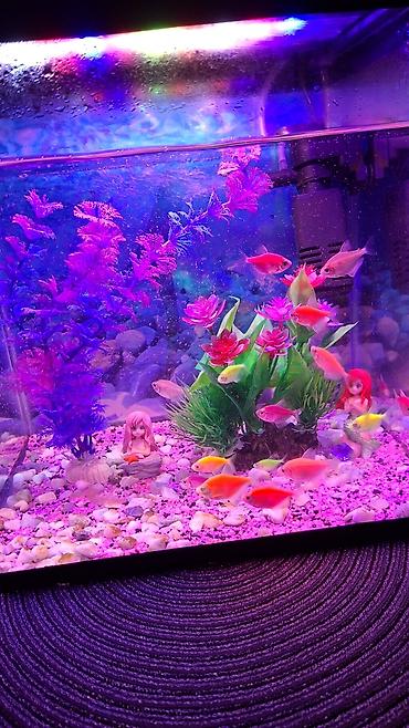 Akvariumlar: LED işıqlı akvarium komplekti - Şəffaf şüşə akvarium, kompakt ölçülü — 1
