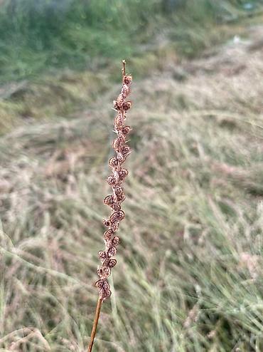 Эспарцет: Эспарцет. Семенное хозяйство Победитель. сорт: Иссык Кульский. 2 — 3