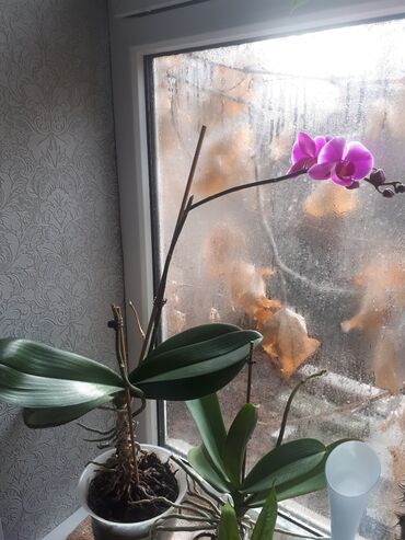 орхидея гулу in Кыргызстан | ДРУГИЕ КОМНАТНЫЕ РАСТЕНИЯ: Орхидея