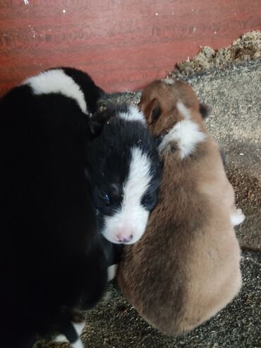 İtlər: Xaski, 1 ay, Dişi — 11